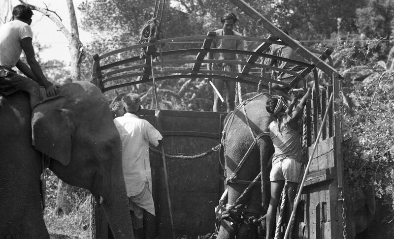 Training of Wild Elephants
