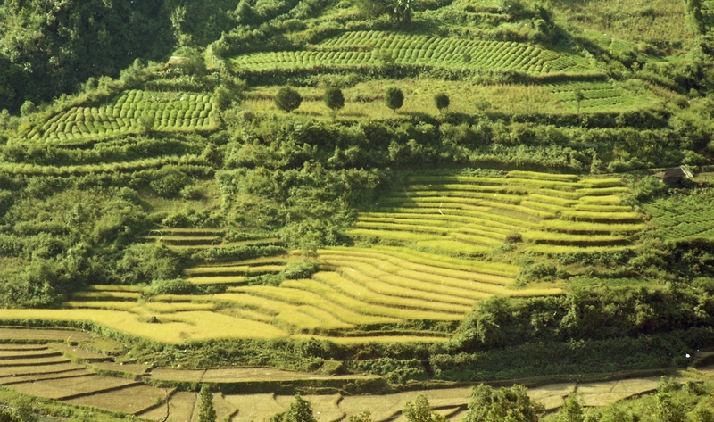 Terrace Farming