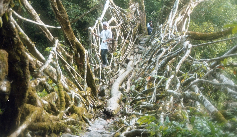 Living root bridges