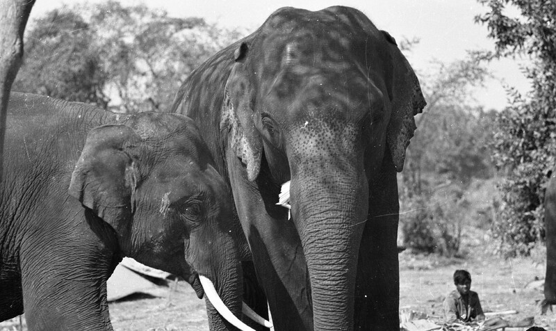 Training of Wild Elephants