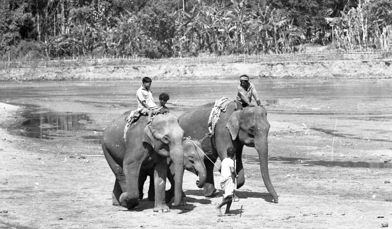 Training of Wild Elephants