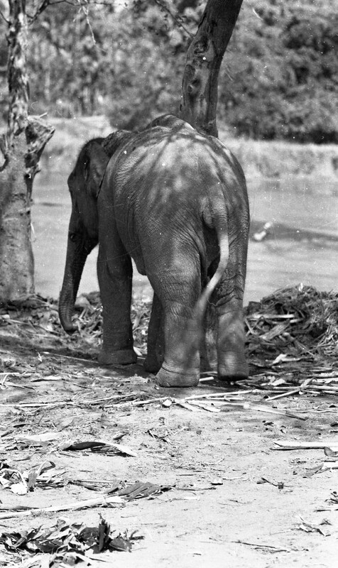 Training of Wild Elephants