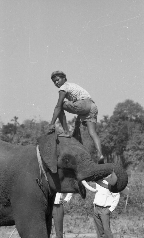Training of Wild Elephants