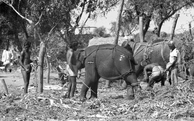 Training of Wild Elephants