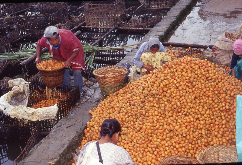 Arecanut Processing, Meghalaya