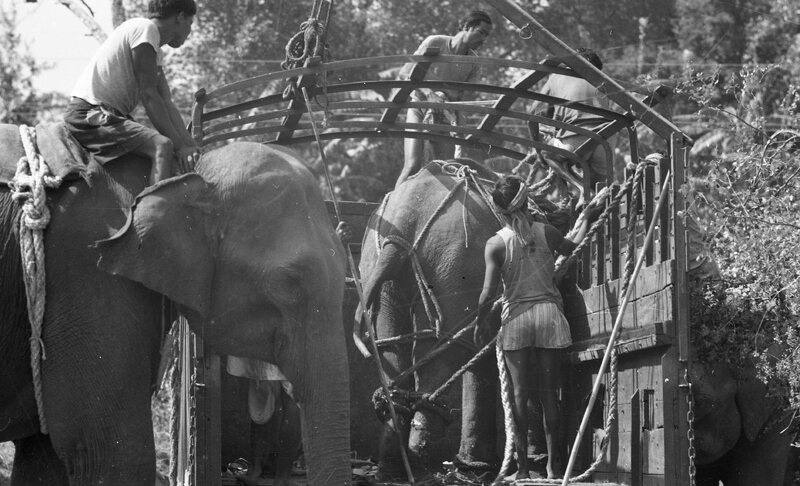 Training of Wild Elephants