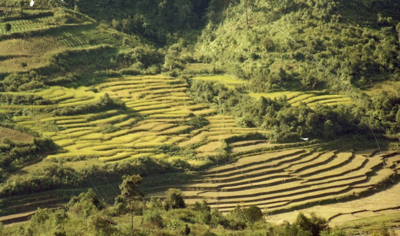 Terrace Farming