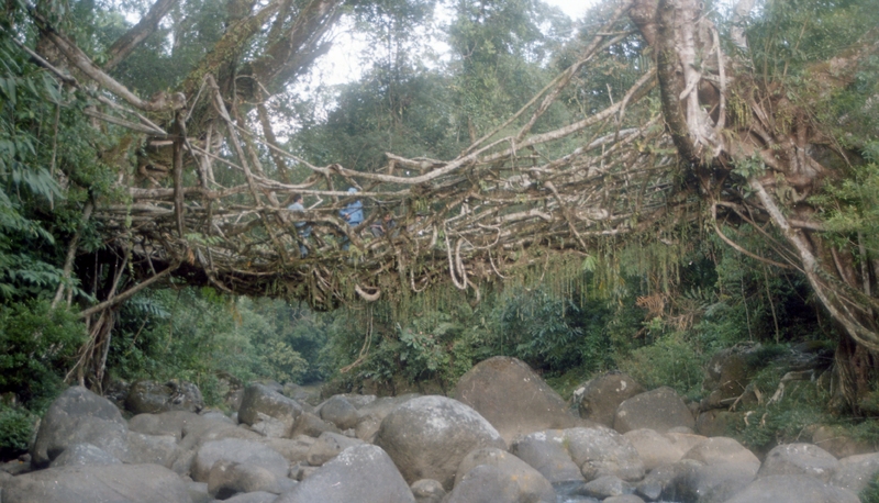Living root bridges