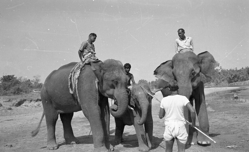 Training of Wild Elephants