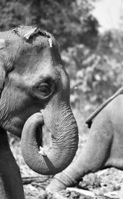 Training of Wild Elephants