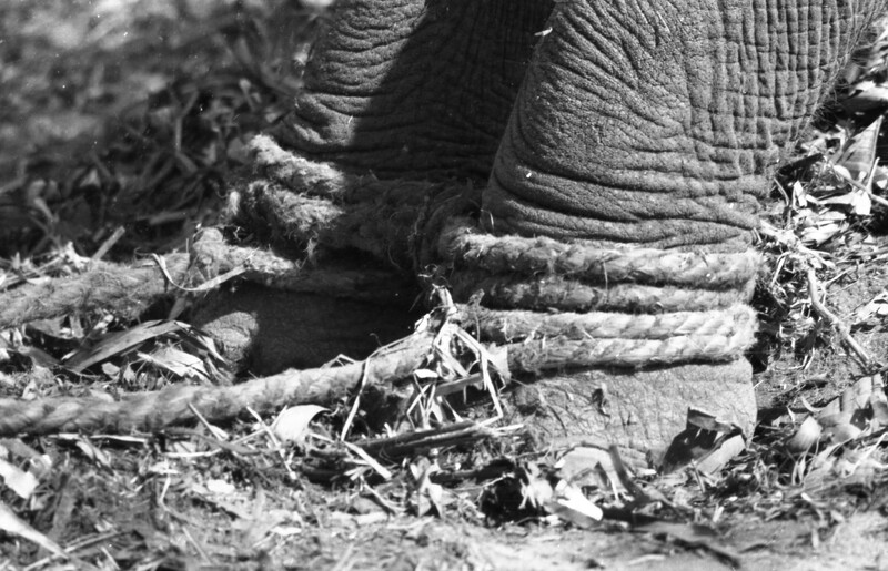 Training of Wild Elephants