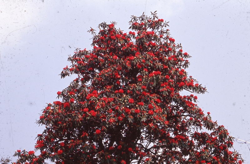 Rhododendron
