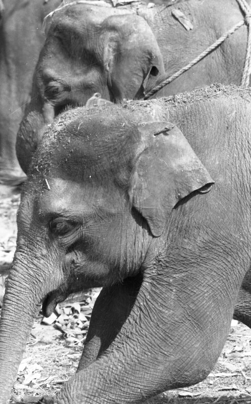 Training of Wild Elephants