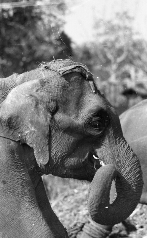Training of Wild Elephants