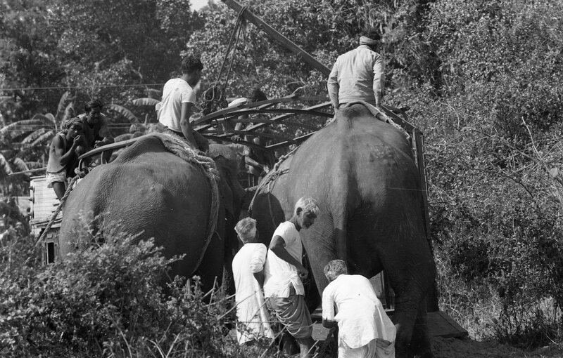 Training of Wild Elephants