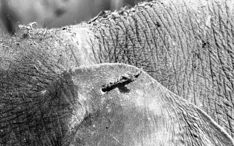 Training of Wild Elephants