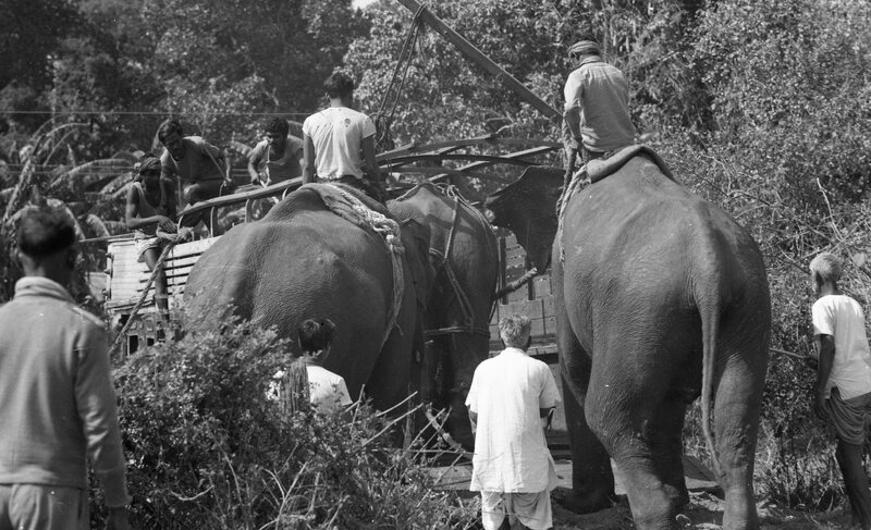 Training of Wild Elephants