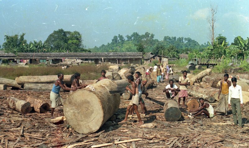 Tree cutting