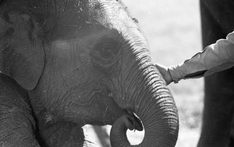 Training of Wild Elephants