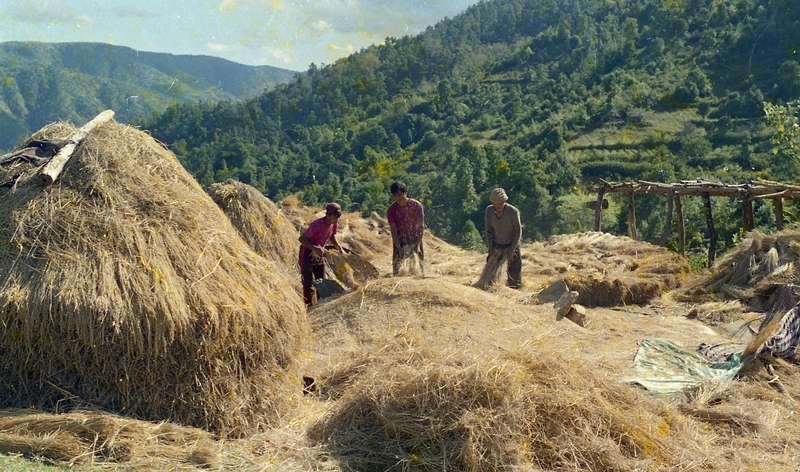 Paddy Thrashing, Meghalaya