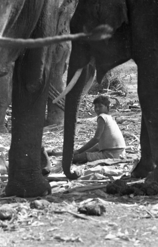 Training of Wild Elephants