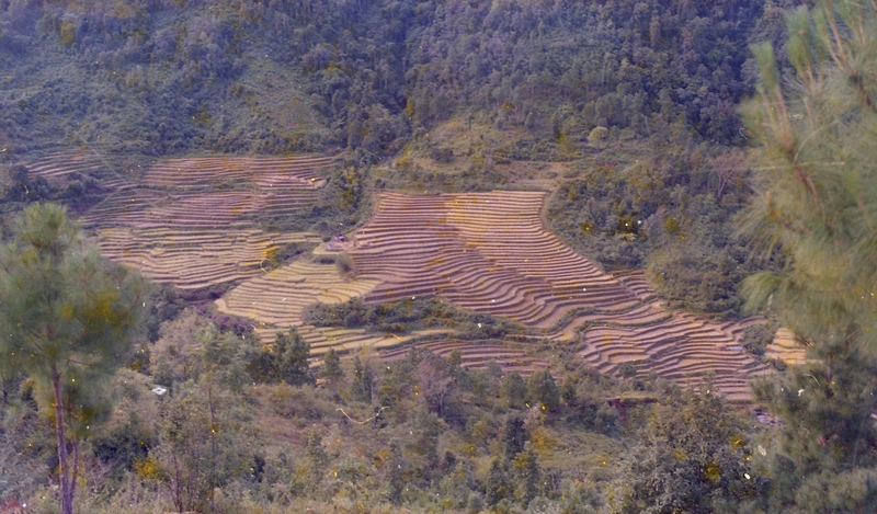 Terrace Farming