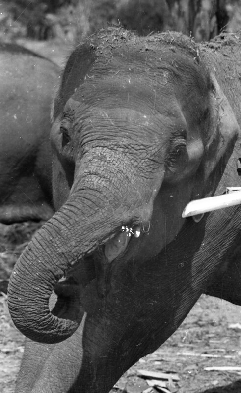 Training of Wild Elephants