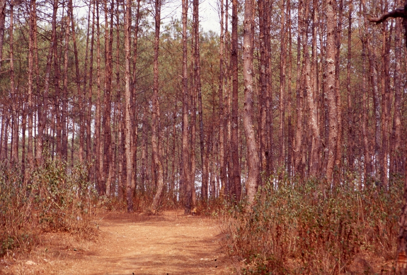 Pine Trees
