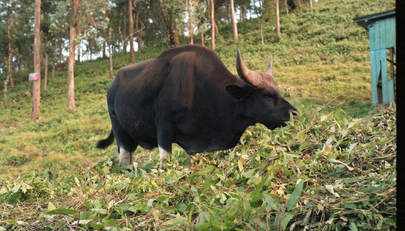 Ox