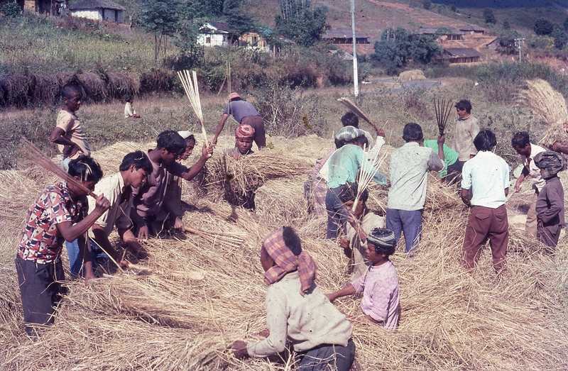 Community Paddy Trashing, Meghalaya