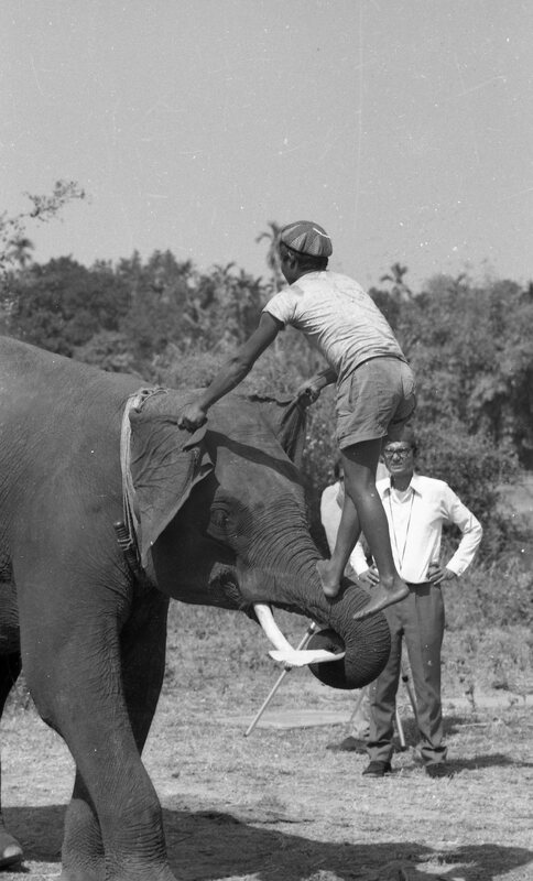 Training of Wild Elephants