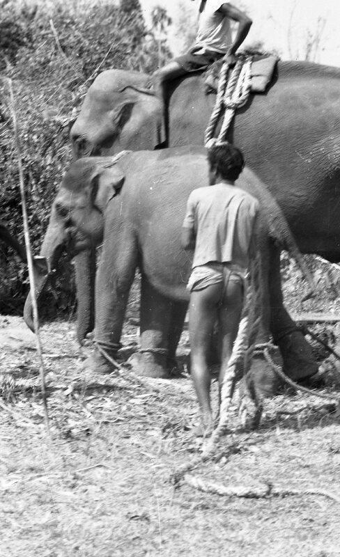Training of Wild Elephants