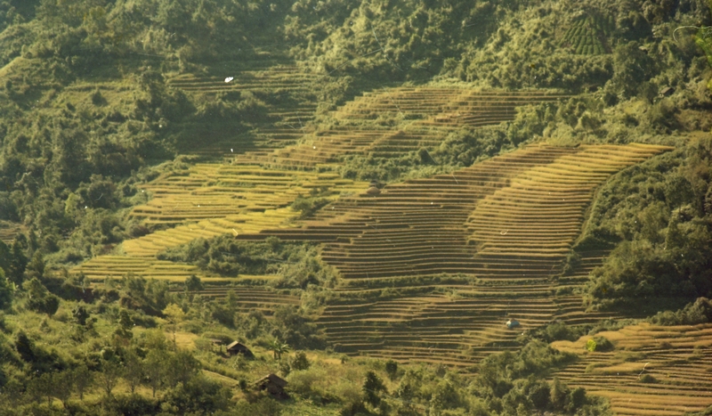Terrace Farming