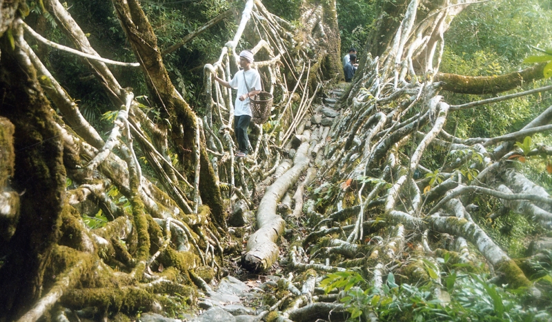 Living root bridges