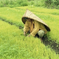http://192.168.29.90/photos/Open/Ahmed%20Hossain%20Collections/D019/P001/W002/D019P001W002S045.jpg