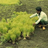 http://192.168.29.90/photos/Open/Ahmed%20Hossain%20Collections/D019/P001/W002/D019P001W002S046.jpg