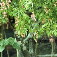 http://192.168.29.90/photos/Open/Ahmed%20Hossain%20Collections/D019/P001/W001/D019P001W001S011.jpg