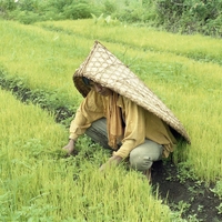 http://192.168.29.90/photos/Open/Ahmed%20Hossain%20Collections/D019/P001/W002/D019P001W002S043.jpg