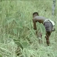 http://192.168.29.90/photos/All_Website_Videos/202.%20Harvesting%20Rice%20At%20Wakching%20Neiava%20C001v223.mp4