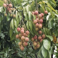 http://192.168.29.90/photos/Open/Ahmed%20Hossain%20Collections/D019/P001/W001/D019P001W001S013.jpg