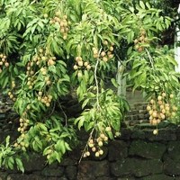 http://192.168.29.90/photos/Open/Ahmed%20Hossain%20Collections/D019/P001/W001/D019P001W001S006.jpg
